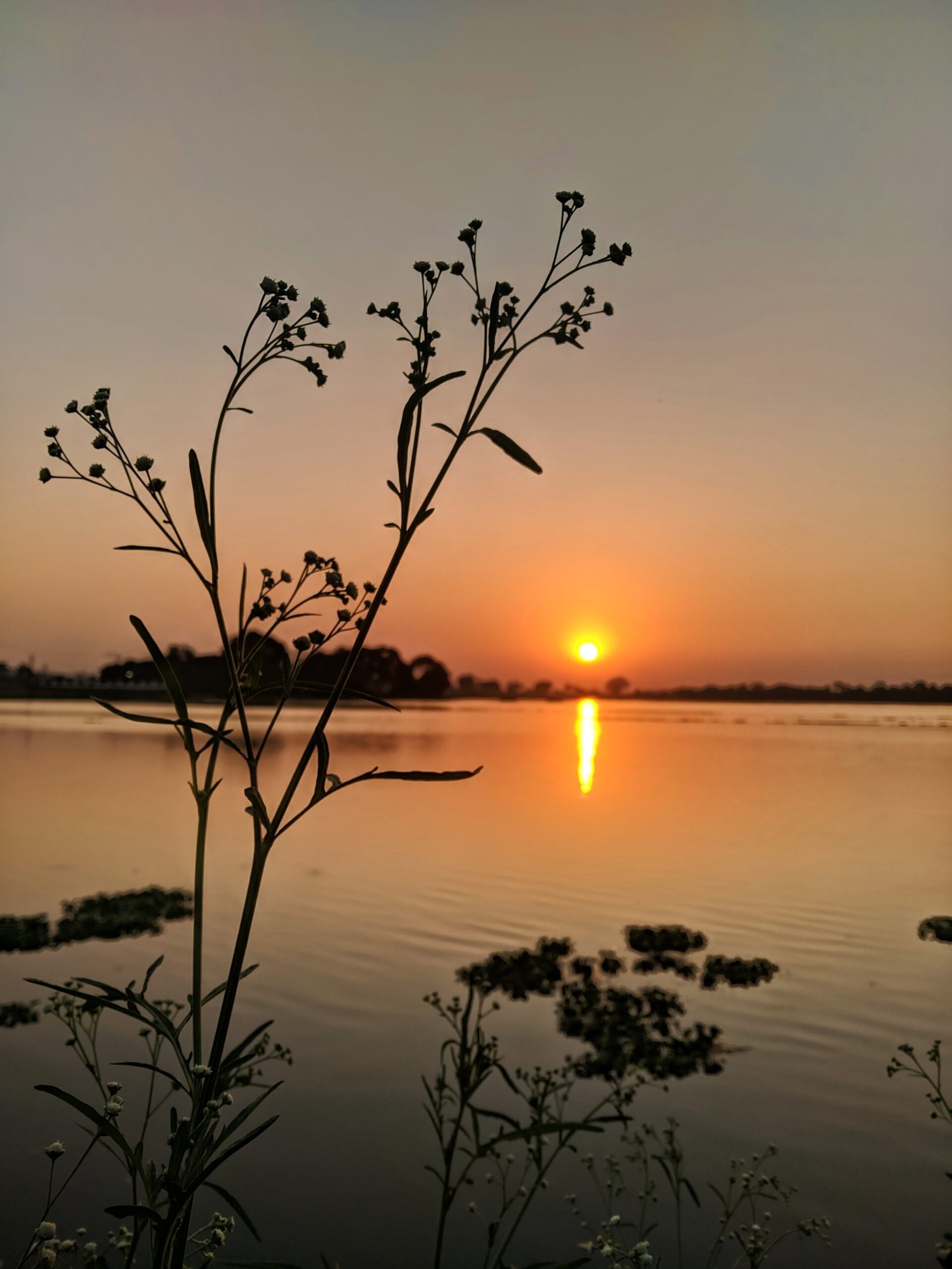 Madhya Pradesh